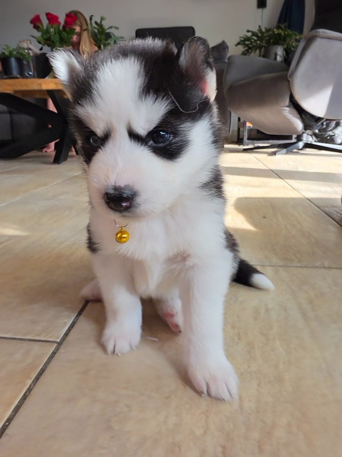 Mooie husky pups, 8 tot 15 weken, Meerdere, Meerdere dieren, Nederland