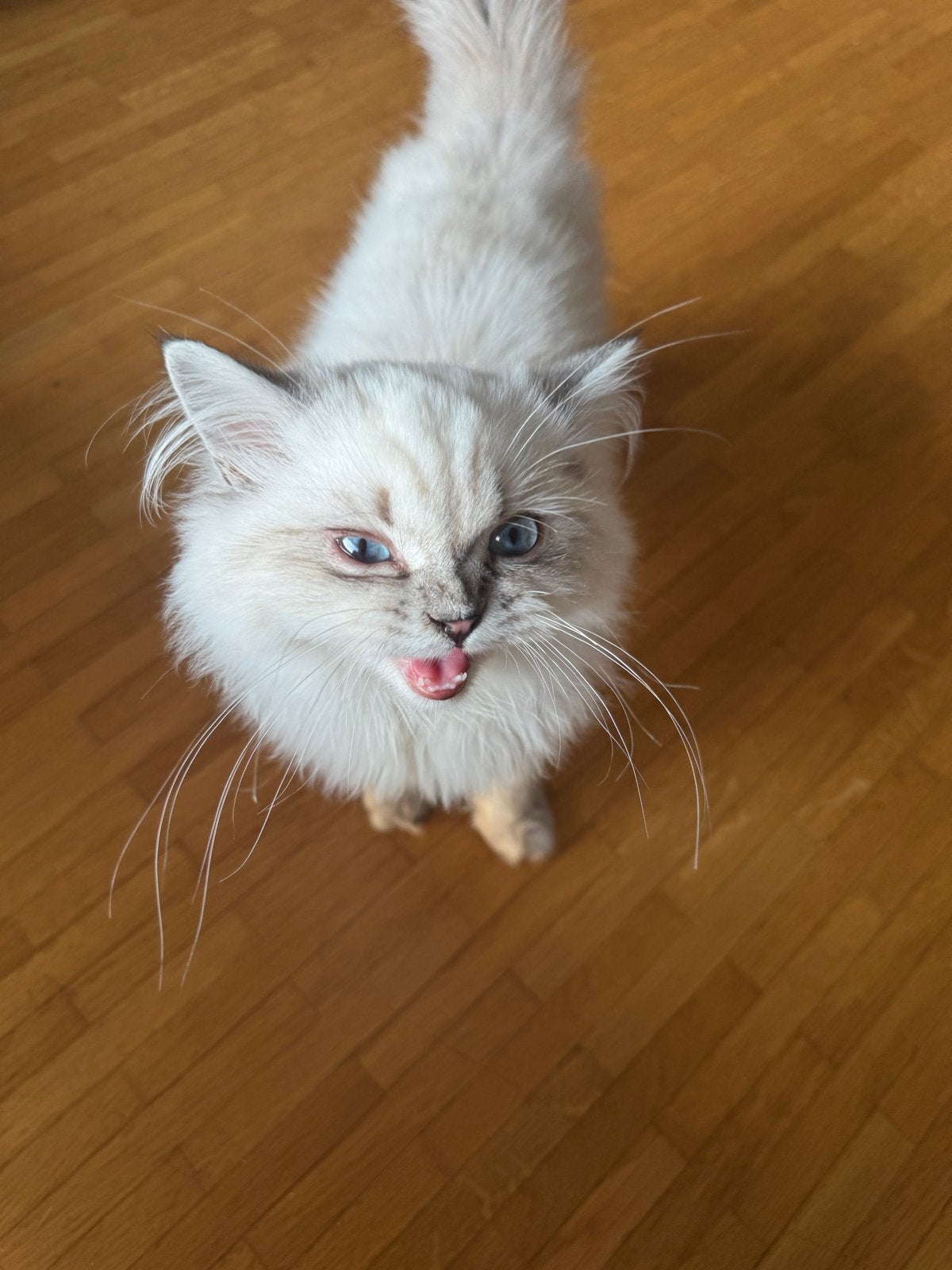 Britse korthaar x ragdoll mix kitten te koop (Mortsel BE), Kater, Ontwormd, 0 tot 2 jaar