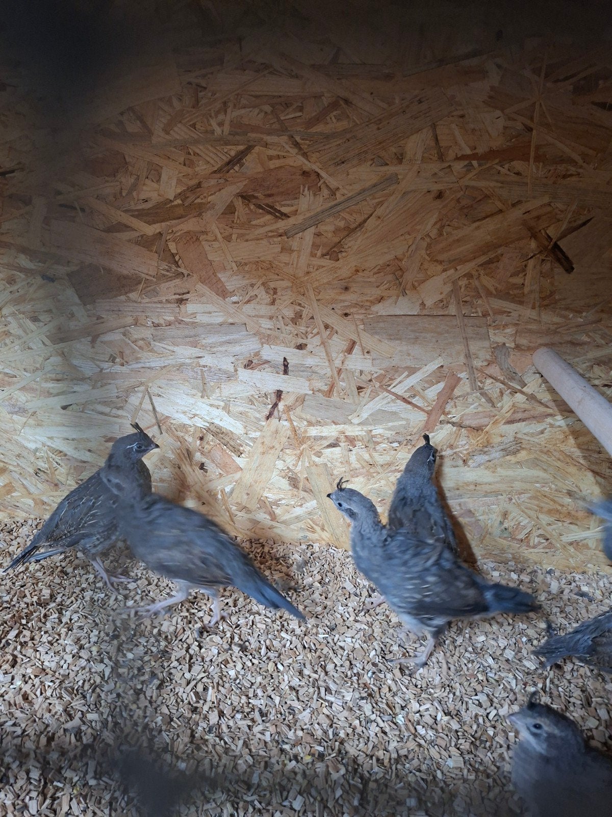 Californische kuif kwartel, Dieren en Toebehoren, Vogels | Overige Vogels, Meerdere dieren