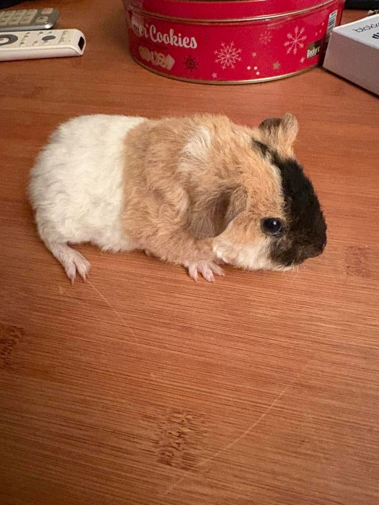 Cavia beertje US teddy, Dieren en Toebehoren, Knaagdieren, Cavia, April, Mannelijk, Tam
