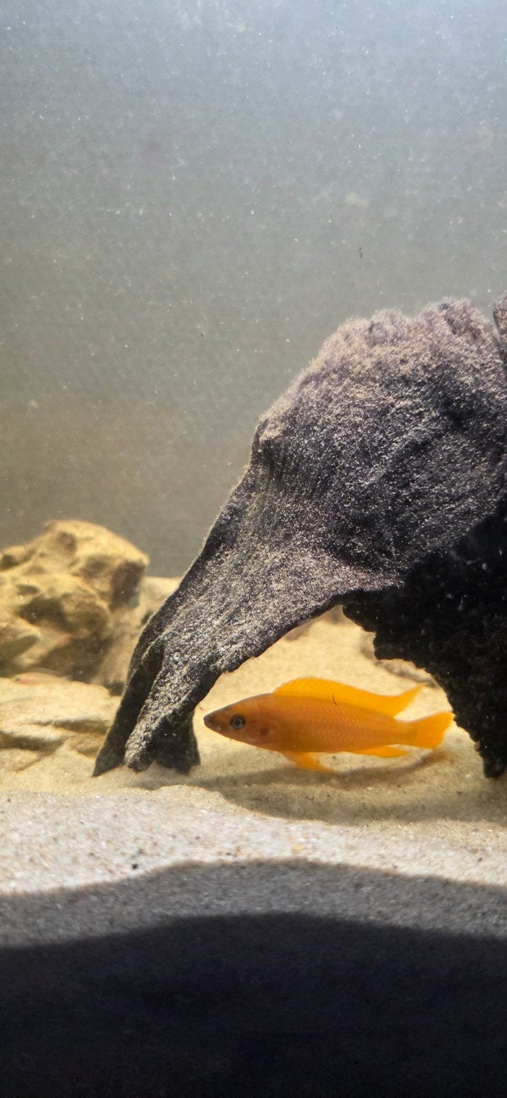 Neolamprologus leleupi (Tanganyika-cichliden), Vis, Zoetwatervis, Schoolvis