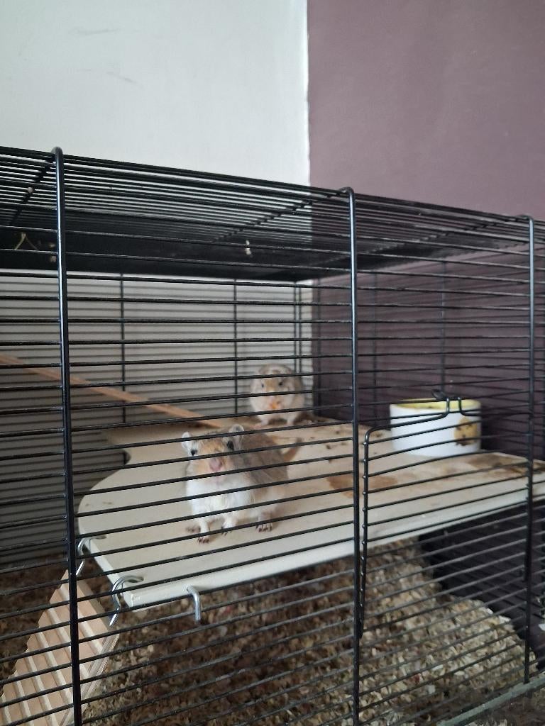 Jonge gerbils per twee te koop, Dieren en Toebehoren, Knaagdieren, Maart, Meerdere dieren, Overige typen