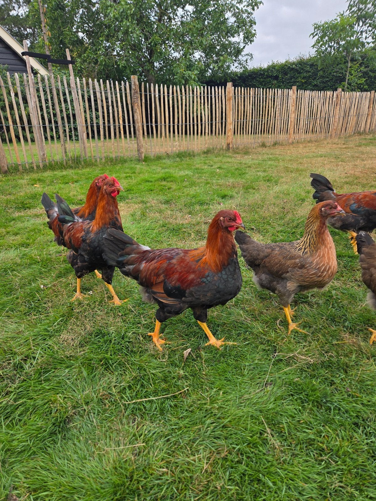 3x Welsumer haan, Mannelijk, Kip
