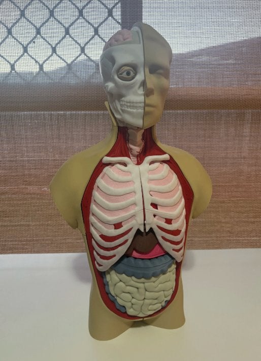 Menselijk lichaam anatomie model torso met organen 1:1, Diversen, Hengelo OV, 3Demandstudio, Nieuw, Ophalen of Verzenden