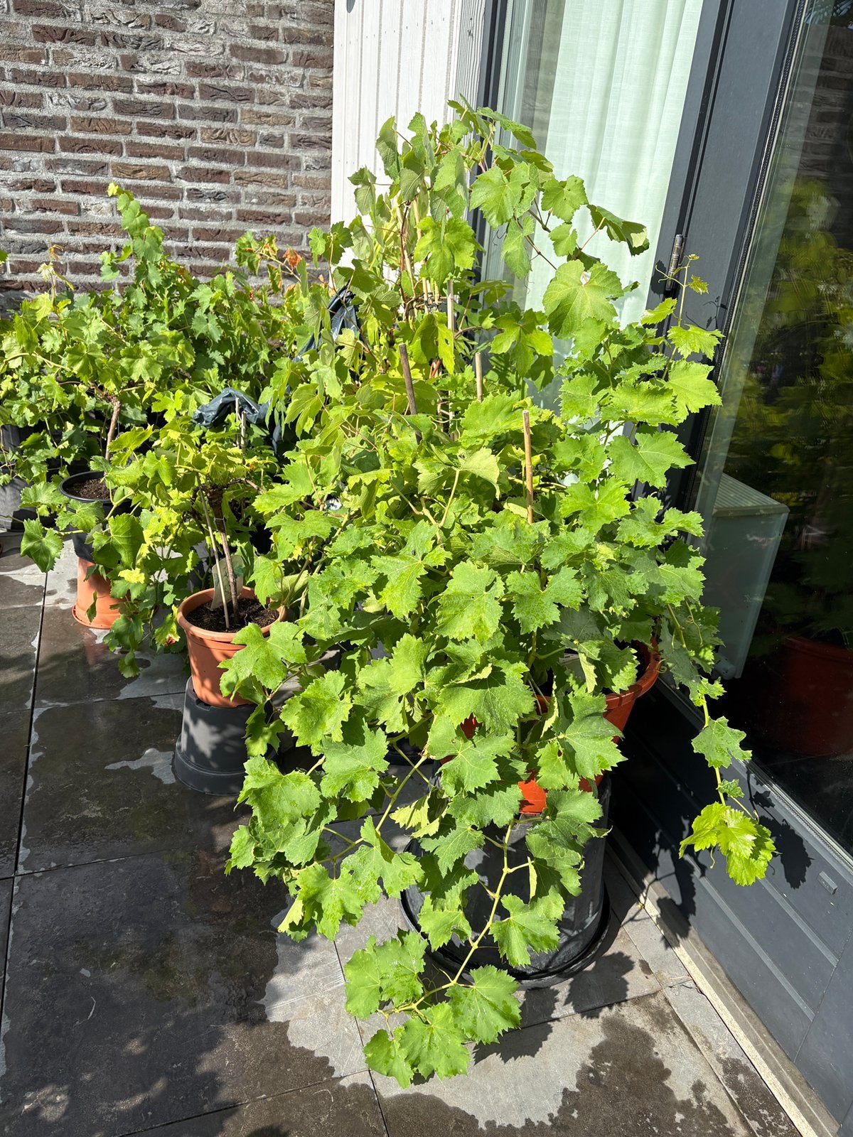 Schitterende forse witte druif in ruime pot! Laatste kans!!, Ophalen, Lente, Overige soorten, Volle zon