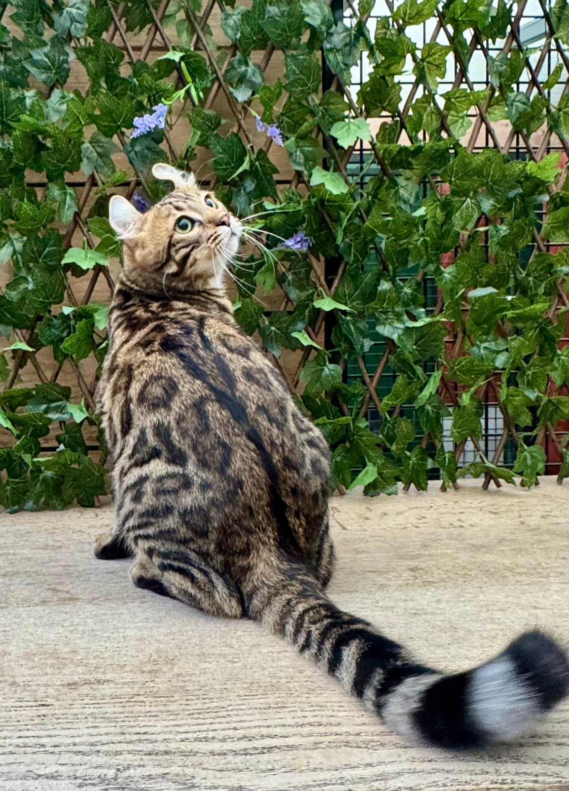 American curl kittens | fantastisch karakter | stamboom, Meerdere dieren, Langharig, 0 tot 2 jaar
