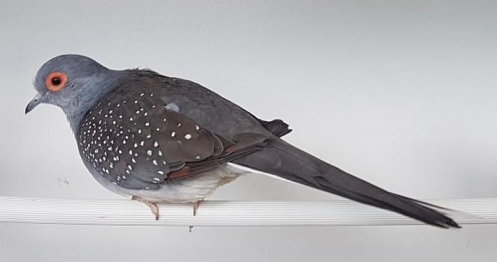 Diamant duifjes mannetjes en vrouwtjes, Meerdere dieren