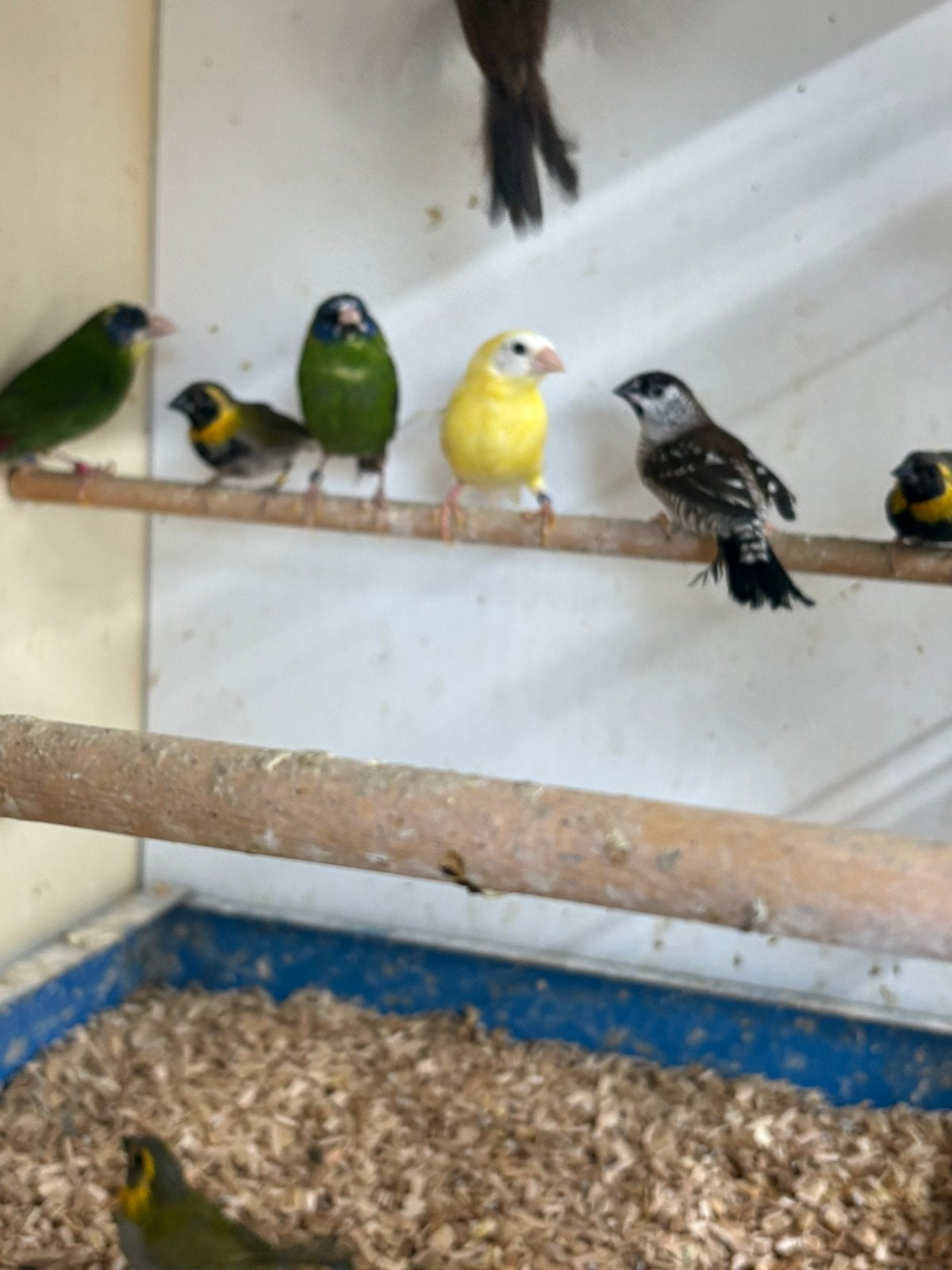 Gezocht verschillende soorten tropische vogels, Dieren en Toebehoren, Vogels | Overige Vogels, Meerdere dieren