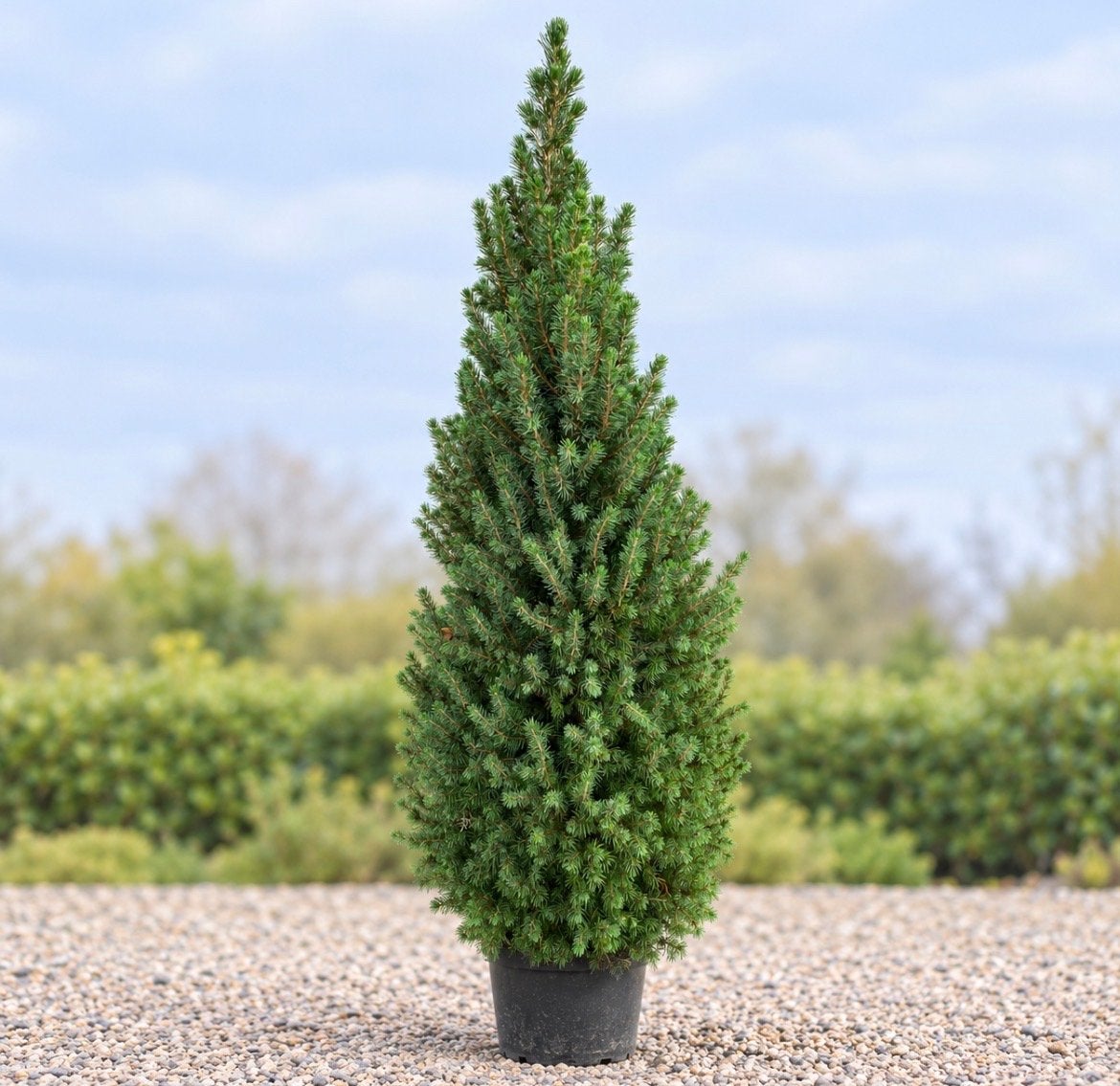 Picea glauca in pot 100 - Witte spar te koop, Overige soorten, Volle zon, Vaste plant, Ophalen of Verzenden