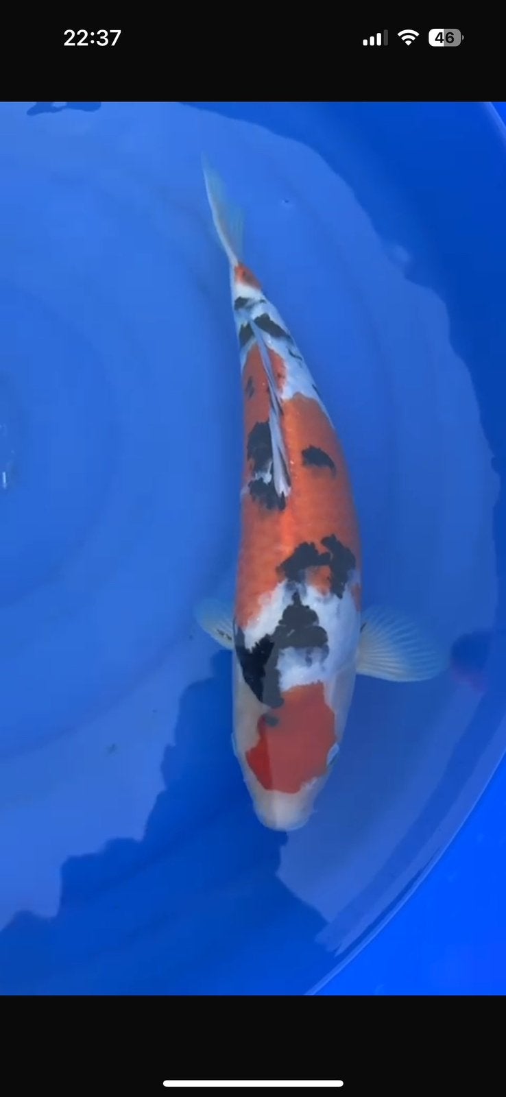 Sanke, Dieren en Toebehoren, Karper of Koi