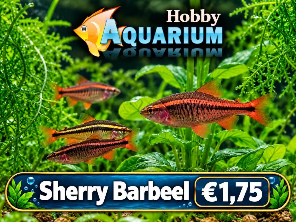 Hobbyaquarium Sherry Barbeel, Vis, Zoetwatervis, Schoolvis