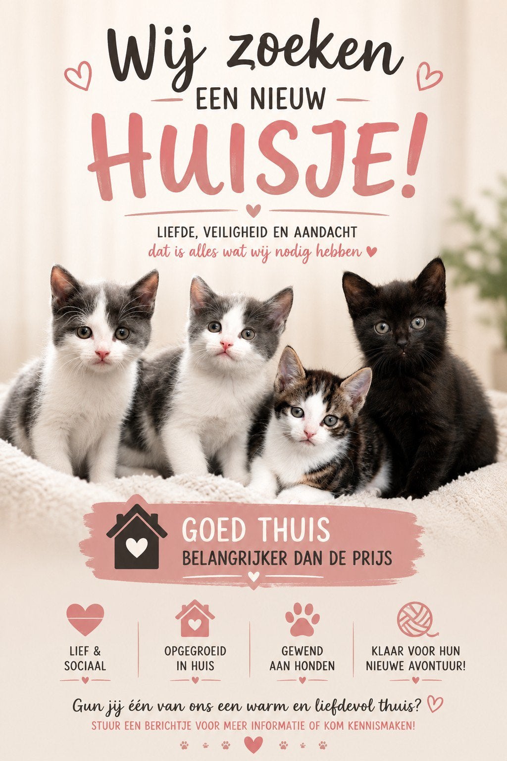 Deze lieve kittens zoeken een nieuw huisje!, Meerdere dieren, 0 tot 2 jaar