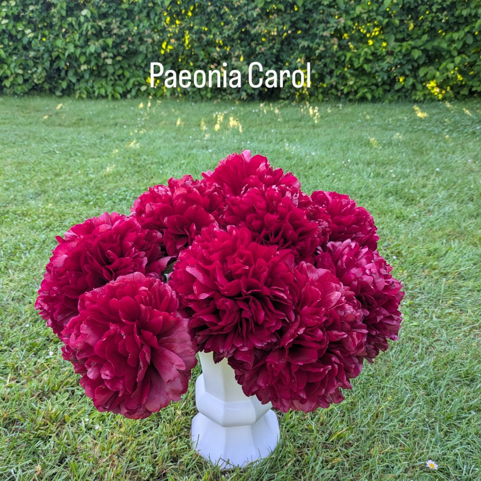 Pioenrozen Carol, Overige soorten, Volle zon, Vaste plant, Ophalen of Verzenden