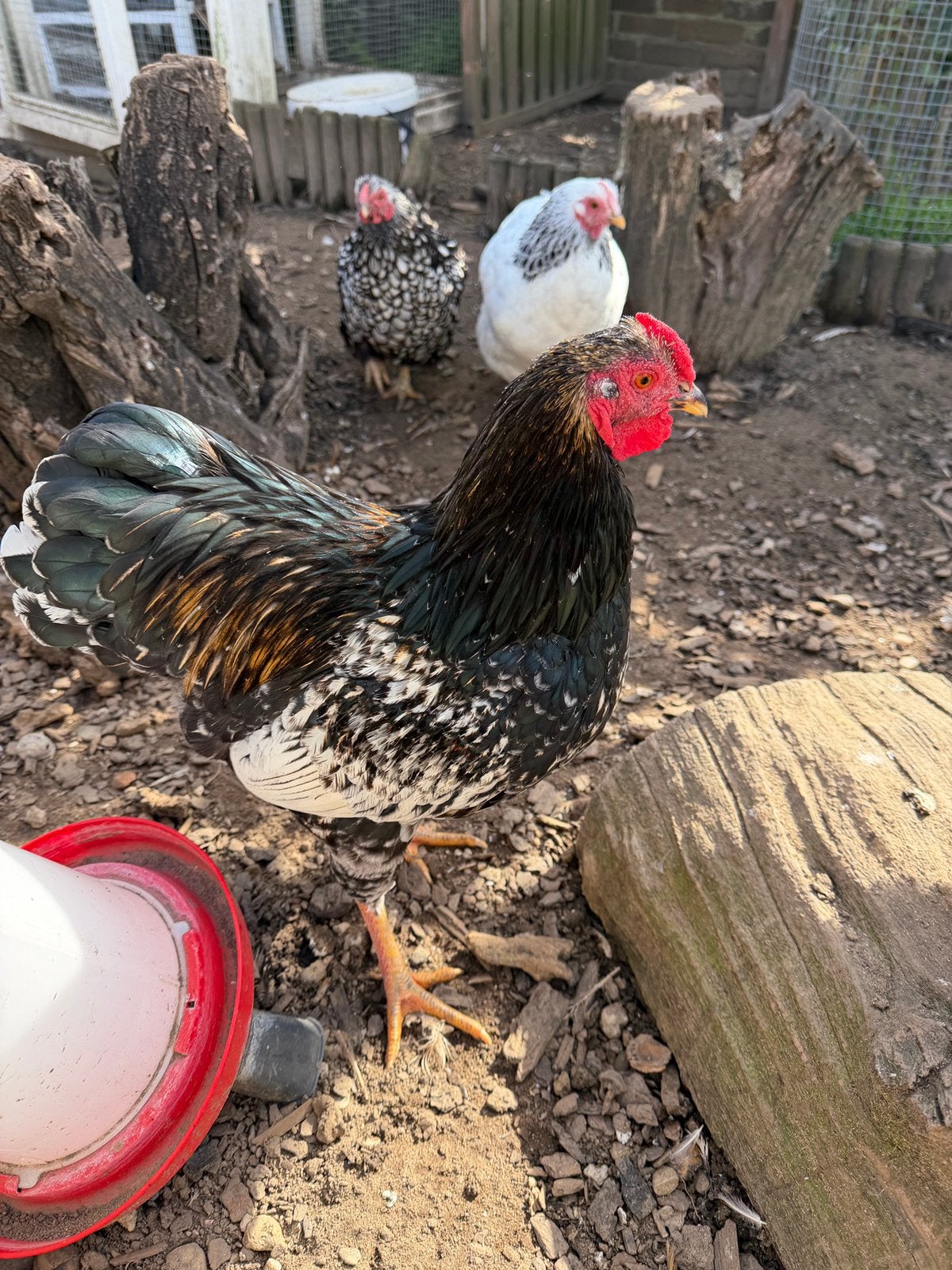 Wyandotte kriel haan, Dieren en Toebehoren, Mannelijk, Kip