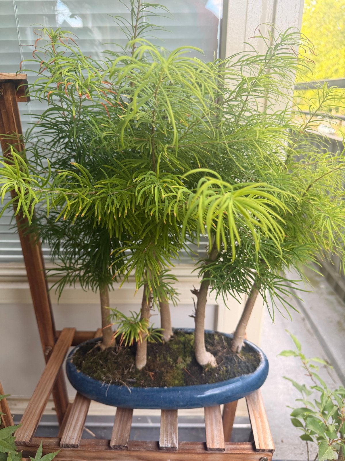 Prachtige Lariks Pseudo Bonsai Bos - Uniek en Sfeervol, Huis en Inrichting, Kamerplanten, In pot, Minder dan 100 cm, Bonsai, Groene kamerplant