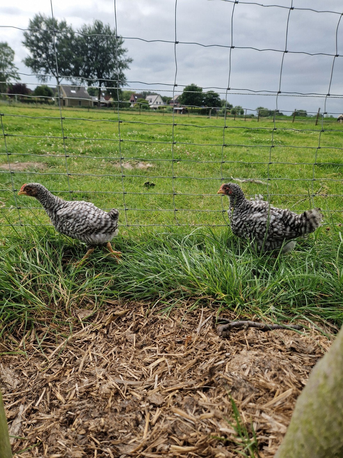 2 kuikens -haantjes- noordhollandse Blauwe, Dieren en Toebehoren, Pluimvee, Mannelijk, Kip