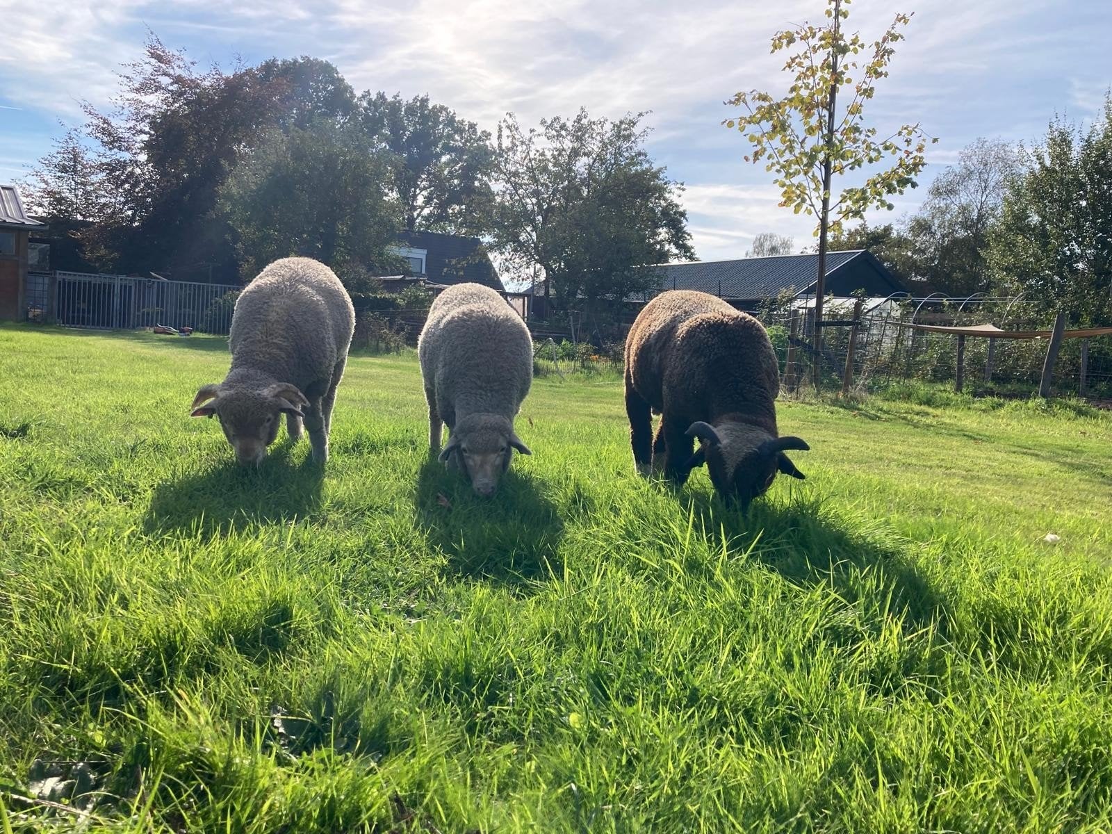 Stamboek Merino Lammeren 2026, Meerdere dieren, Schaap, 0 tot 2 jaar