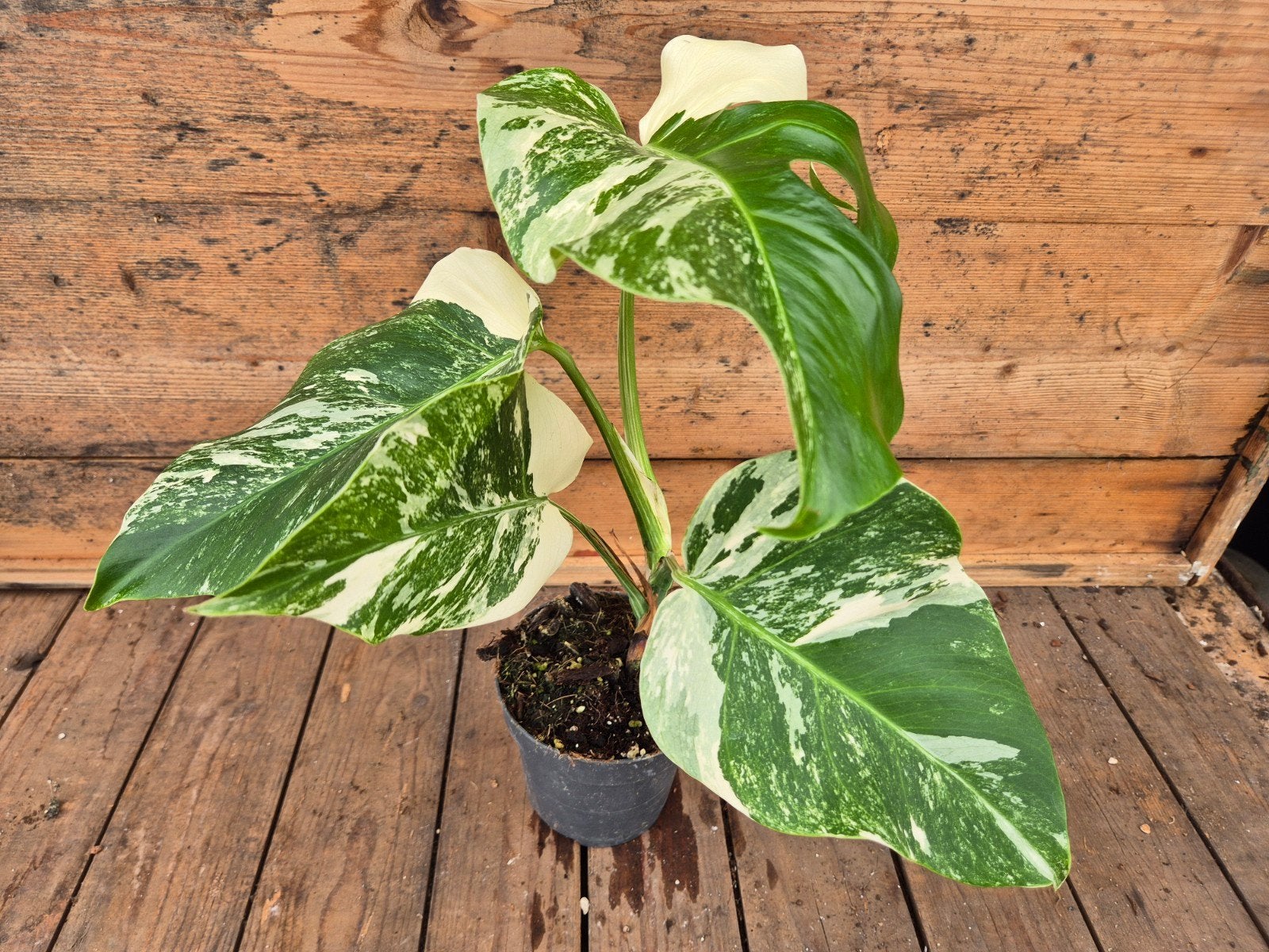 Monstera Deliciosa Variegata p12 (10), Ophalen of Verzenden, Halfschaduw, Minder dan 100 cm
