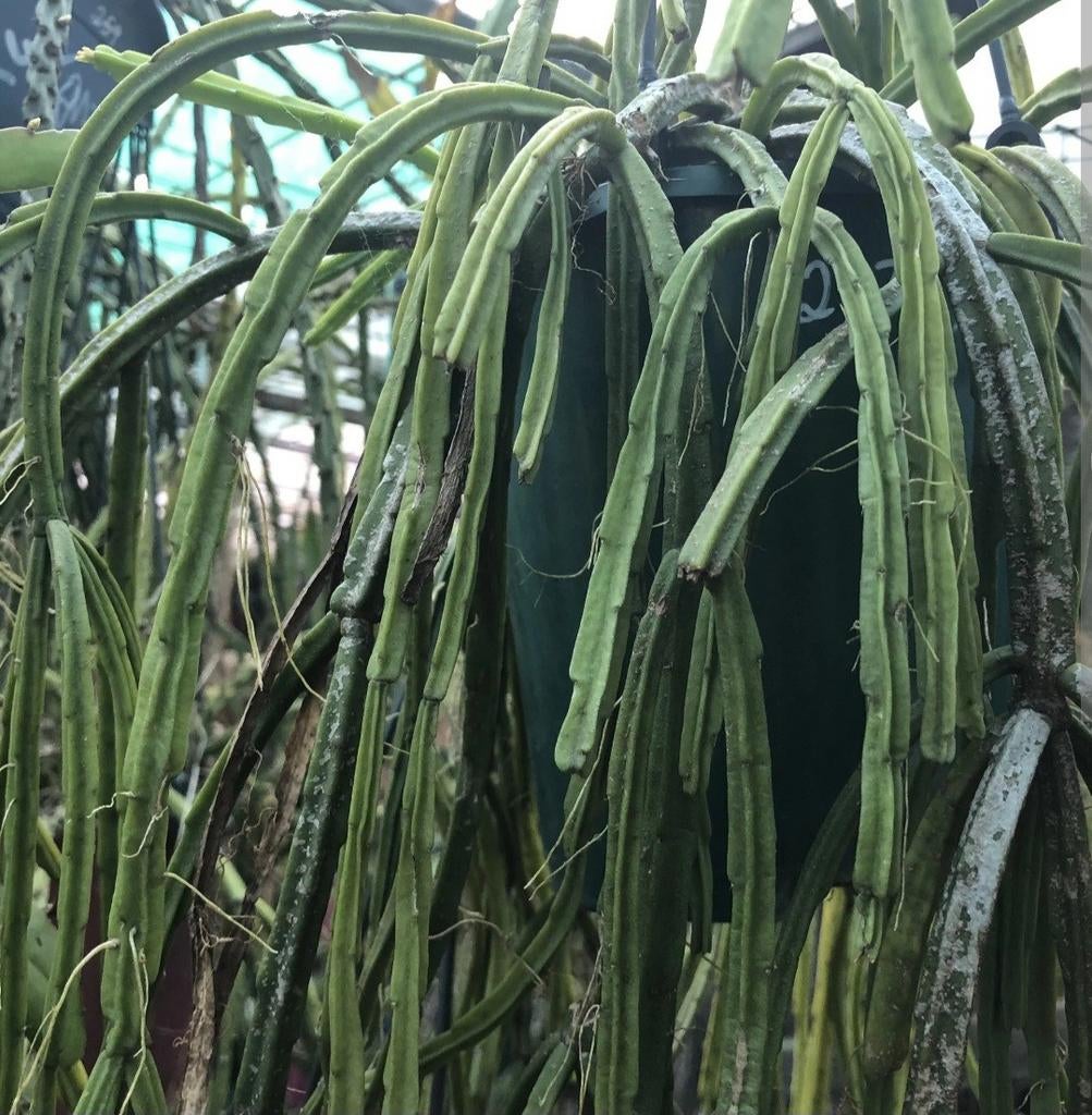 Ik ben op zoek naar de ripsalis pentaptera. Plant of stek., Ophalen of Verzenden