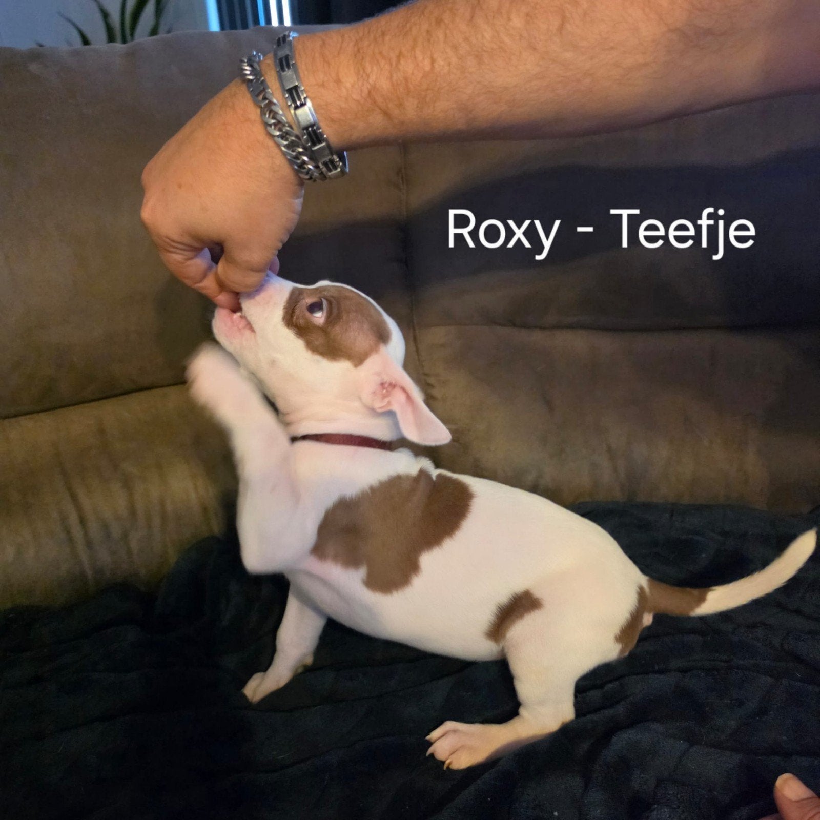 Update: 3 American Bully pups zoeken nog een liefdevol huis, Dieren en Toebehoren, Overige rassen, 8 tot 15 weken, Meerdere, Meerdere dieren