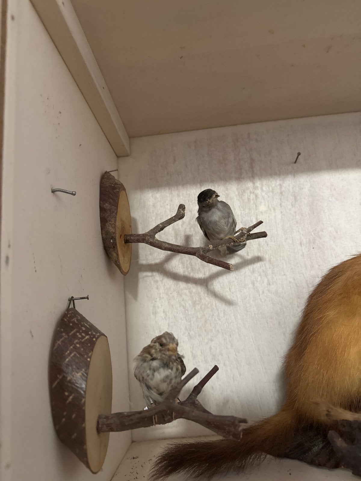 2 vogeltjes, Meerdere dieren