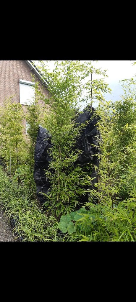 Zwarte bamboe, Tuin en Terras, Vaste plant, Bloeit niet, Halfschaduw, Ophalen