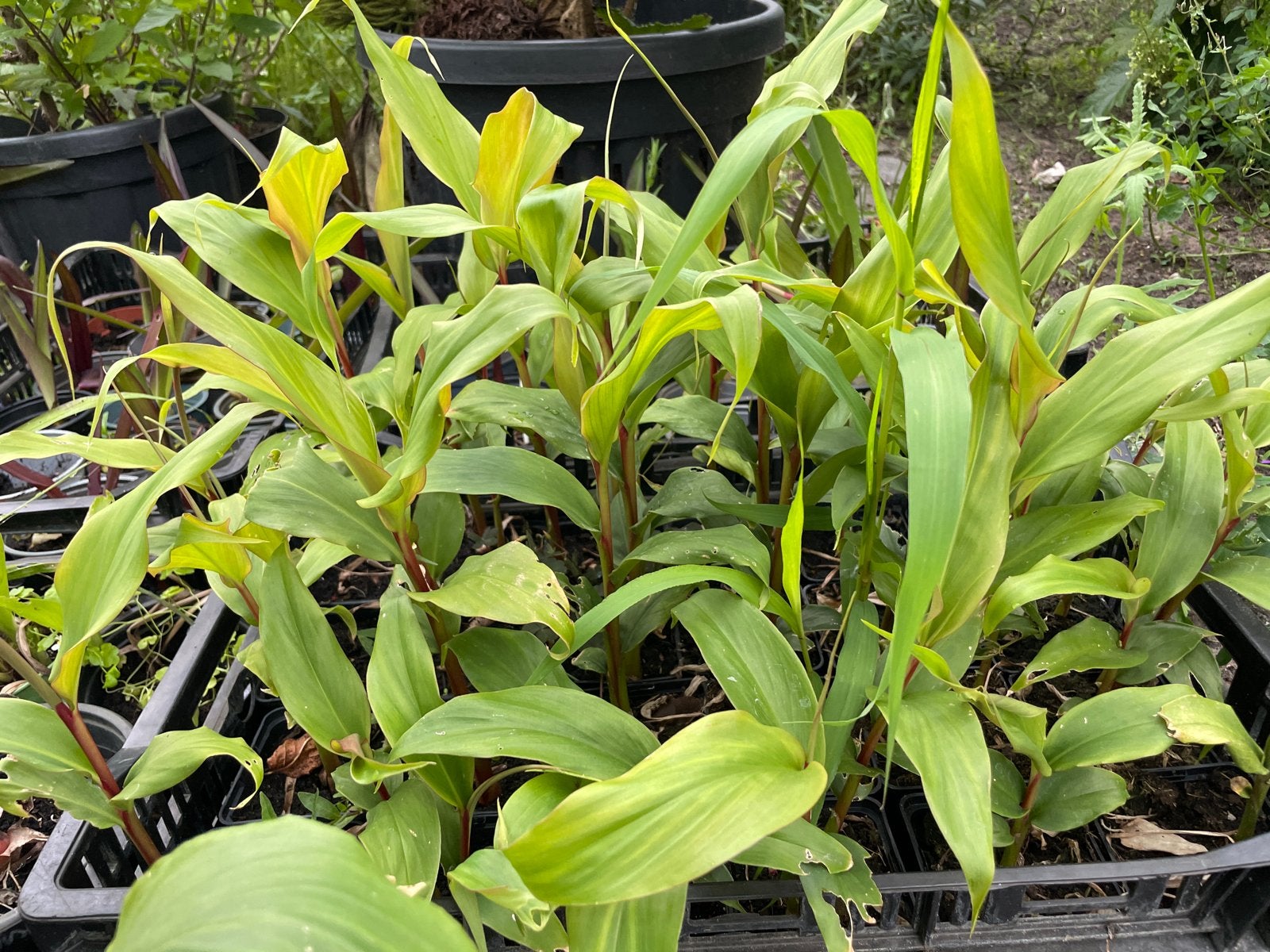Hedychium Assam - Prachtige Gemberlelie Planten, Vaste plant, Halfschaduw, Zomer, Ophalen