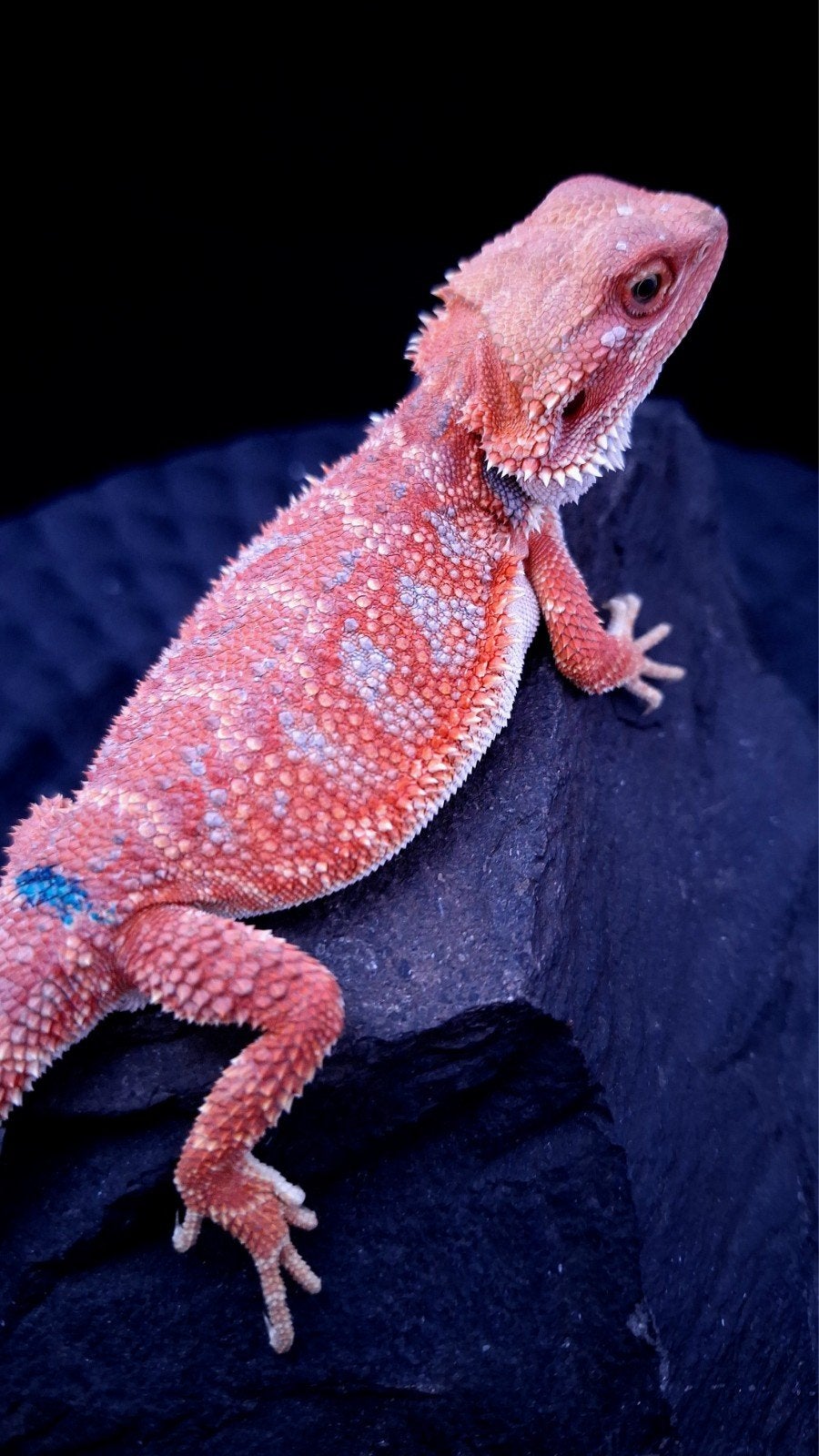 Red Hypo Blue Tiger Baardagaam Man veel blauw ! Bearded Dragon photo 2