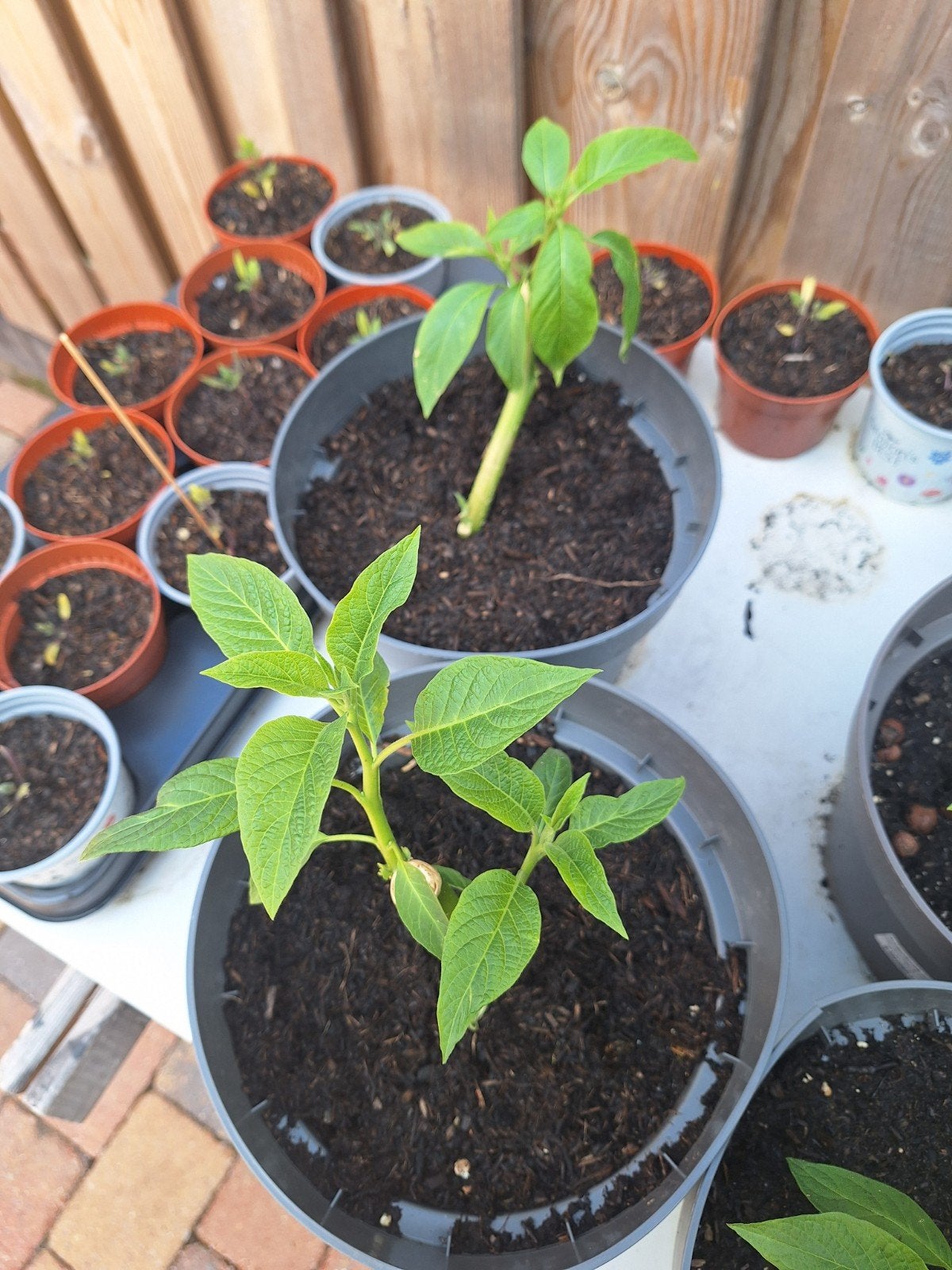 stekken brugmansia/trompetplant, Ophalen, Minder dan 100 cm, Overige soorten, Zomer