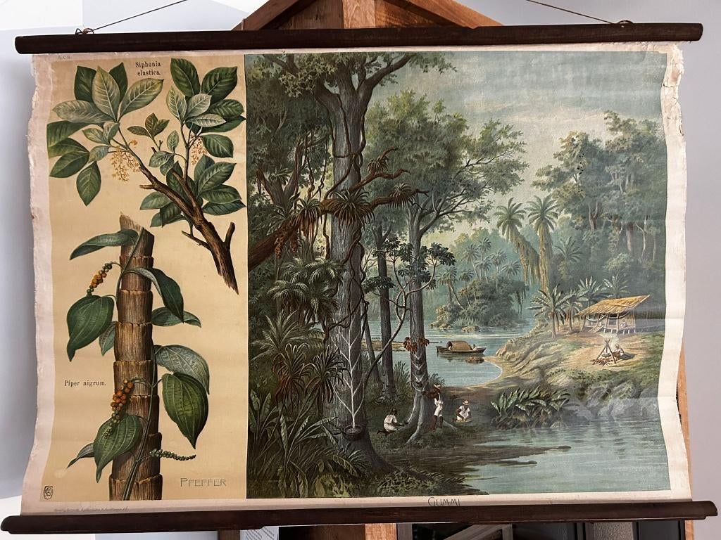 Oude schoolplaat met de verbouw van rubber, Ophalen of Verzenden, Aardrijkskunde