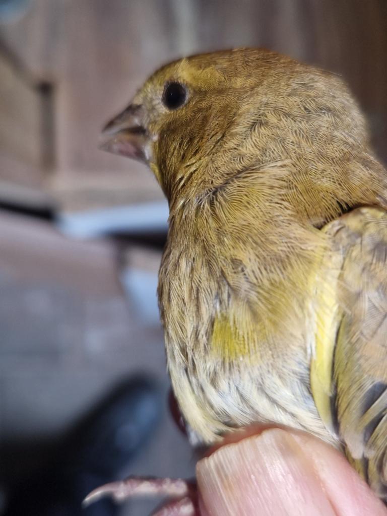 Te koop Groenlingen, Meerdere dieren, Wildzangvogel, Geringd