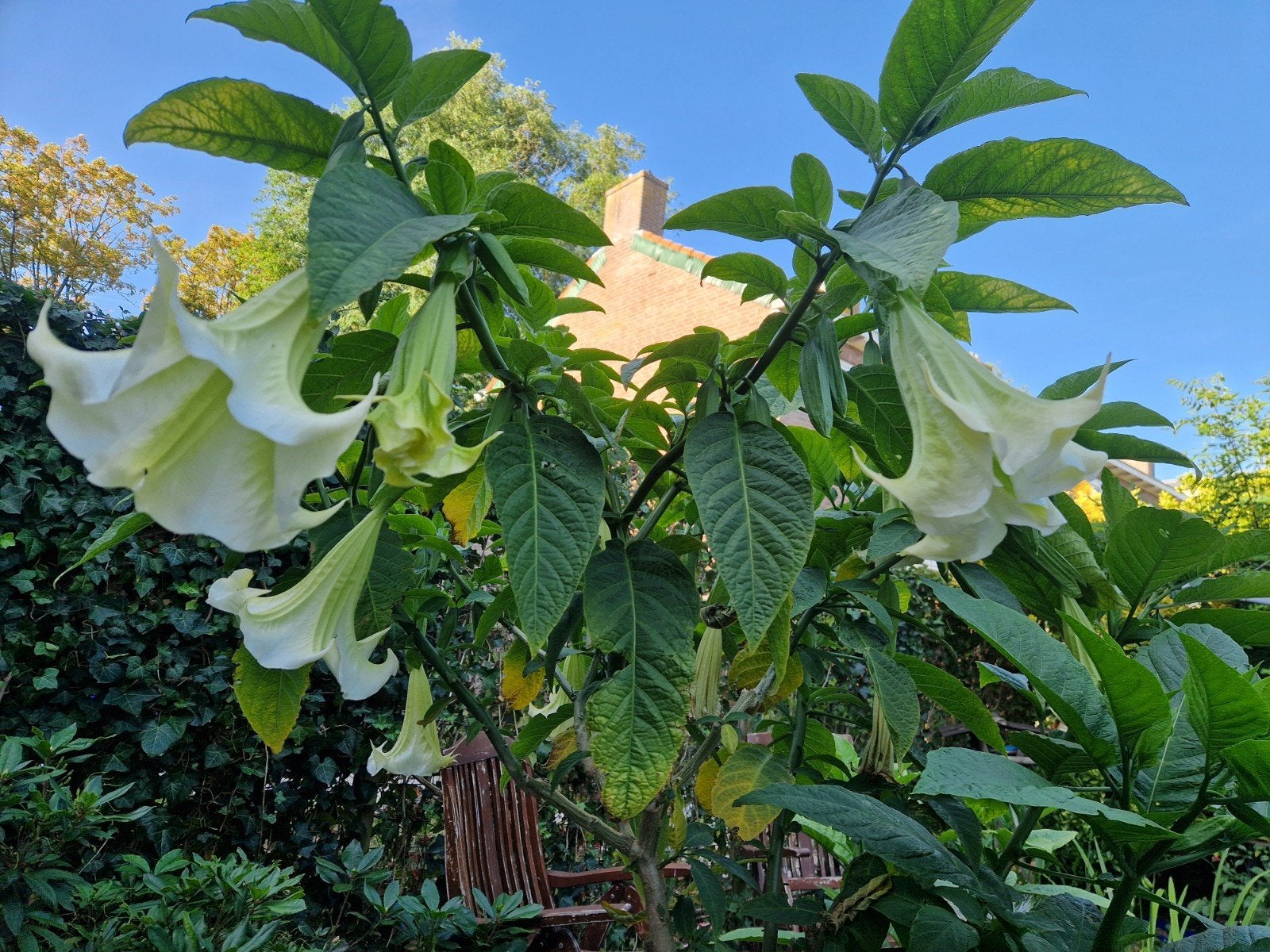 Brugmansia wit, Tuin en Terras, Ophalen, Volle zon, Overige soorten