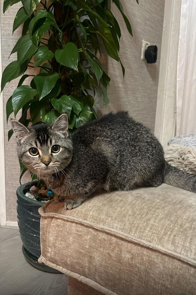 Lieve kater zoekt een liefdevol thuis, Kater