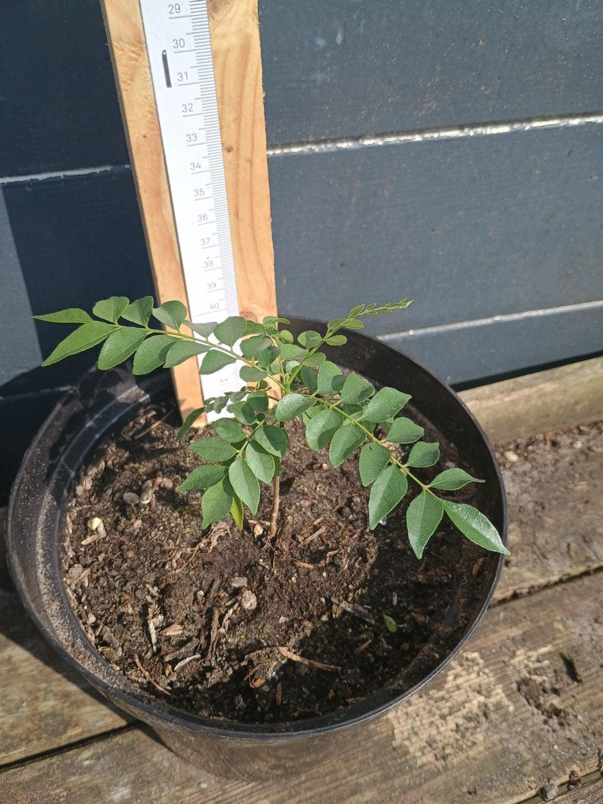 Kerriebladboom (Murraya koenigii) - Aromatische smaakmaker, Lente, Minder dan 100 cm, Volle zon, In pot