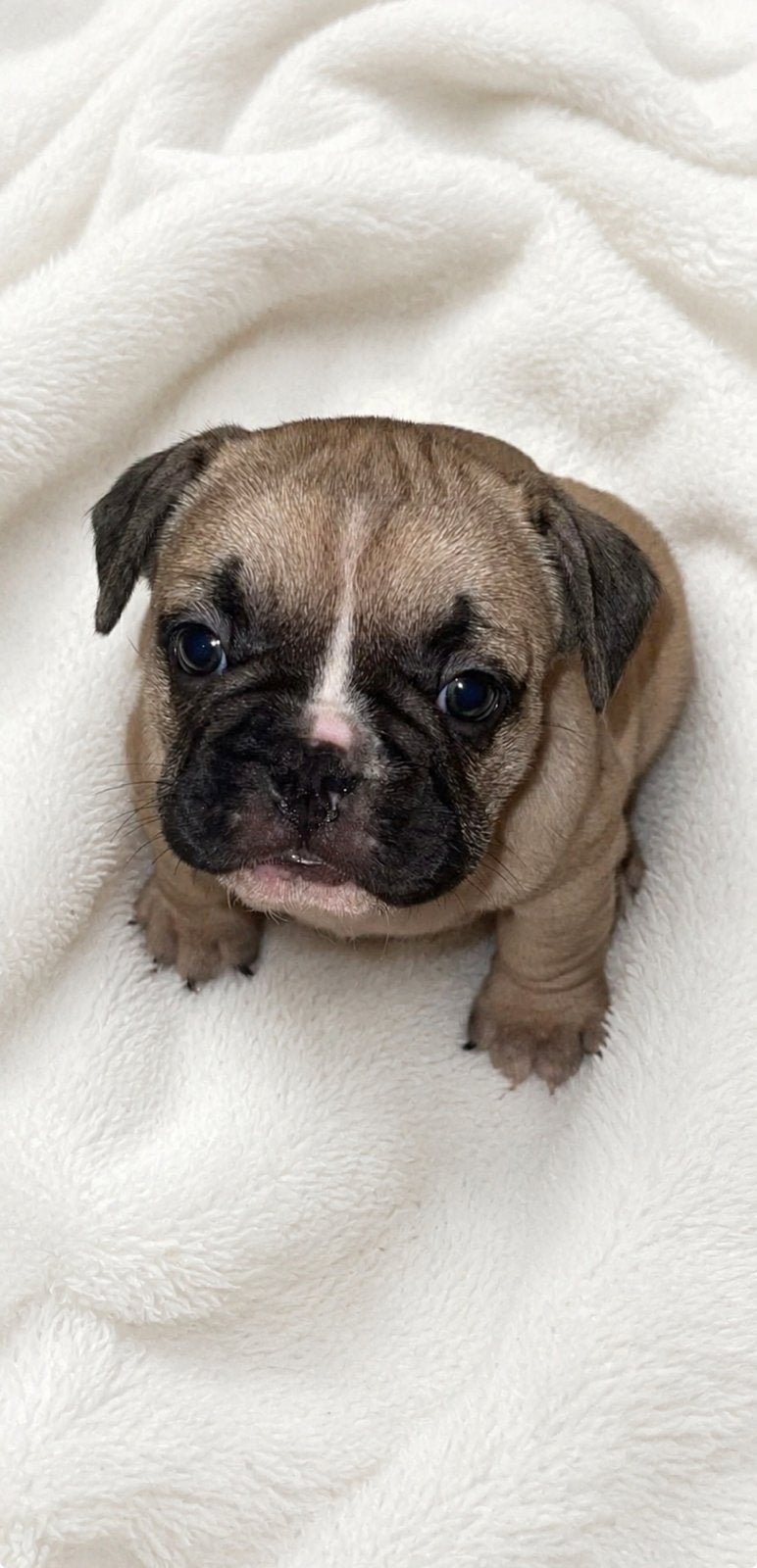 Franse bulldog pups, 8 tot 15 weken, Bulldog, Meerdere, Meerdere dieren