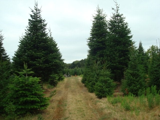 nordmannnen, Tuin en Terras, Overige soorten, Zomer, 400 cm of meer, Ophalen
