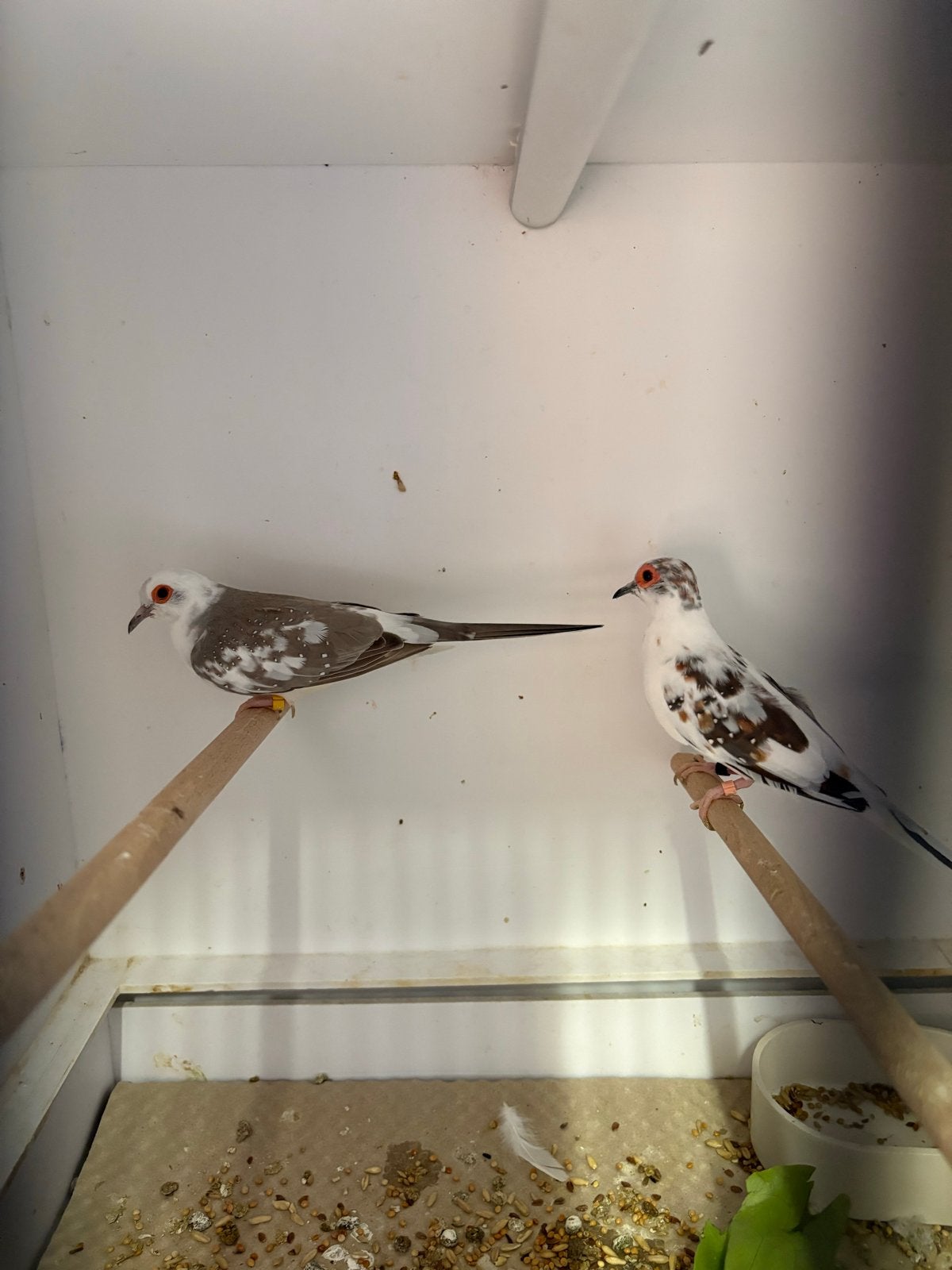 Bewezen koppel diamantduiven, Dieren en Toebehoren