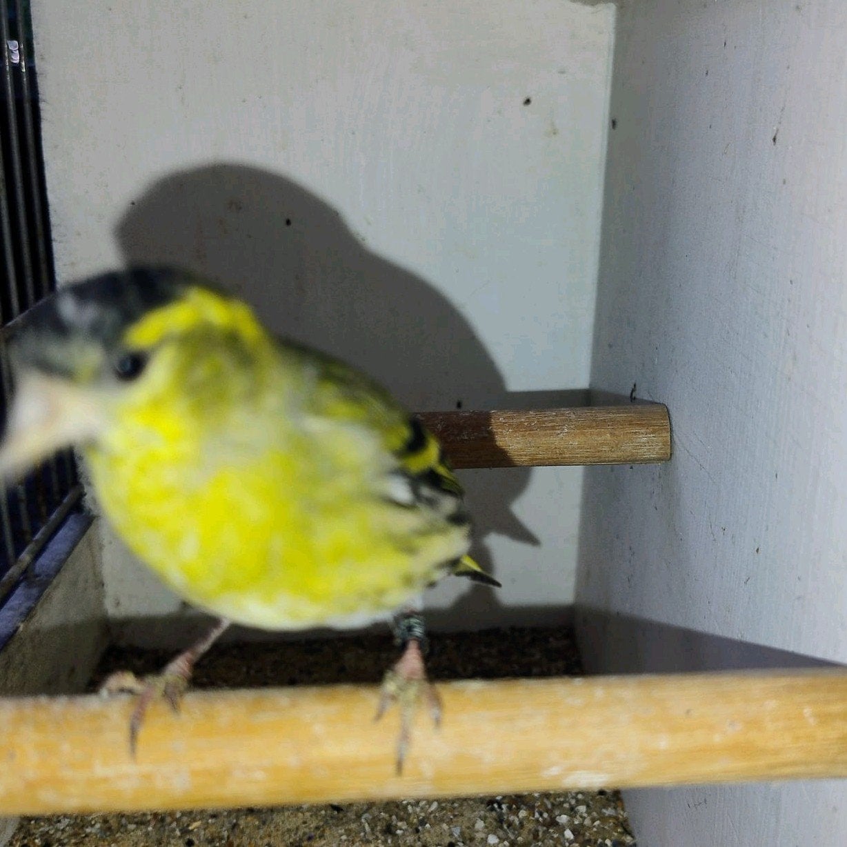 sijs mannen split Agaat en pastel Passe-partout, Dieren en Toebehoren, Mannelijk, Wildzangvogel, Geringd