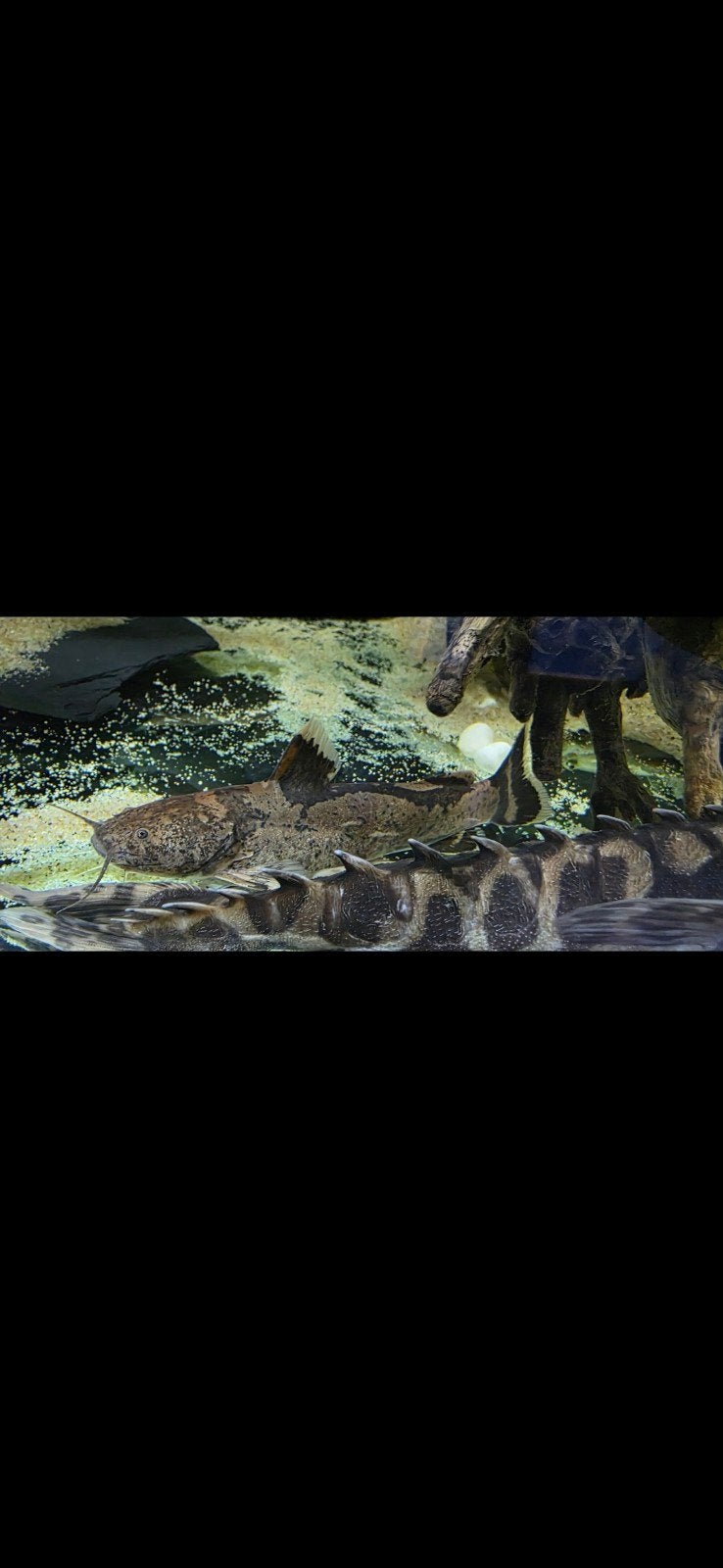 giant bumblebee catfish, Dieren en Toebehoren, Vis, Zoetwatervis