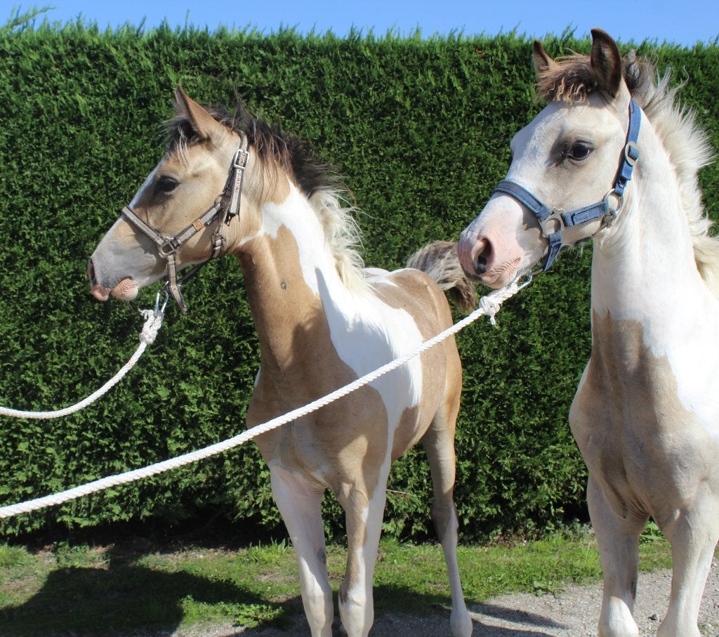 2 knappe bonte hengst veulens + C welsh, E pony (1.48m - 1.57m), 0 tot 2 jaar, Hengst, Gechipt