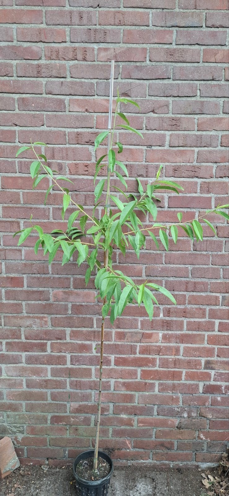Prunus persica, perzikboom, Ophalen, Lente