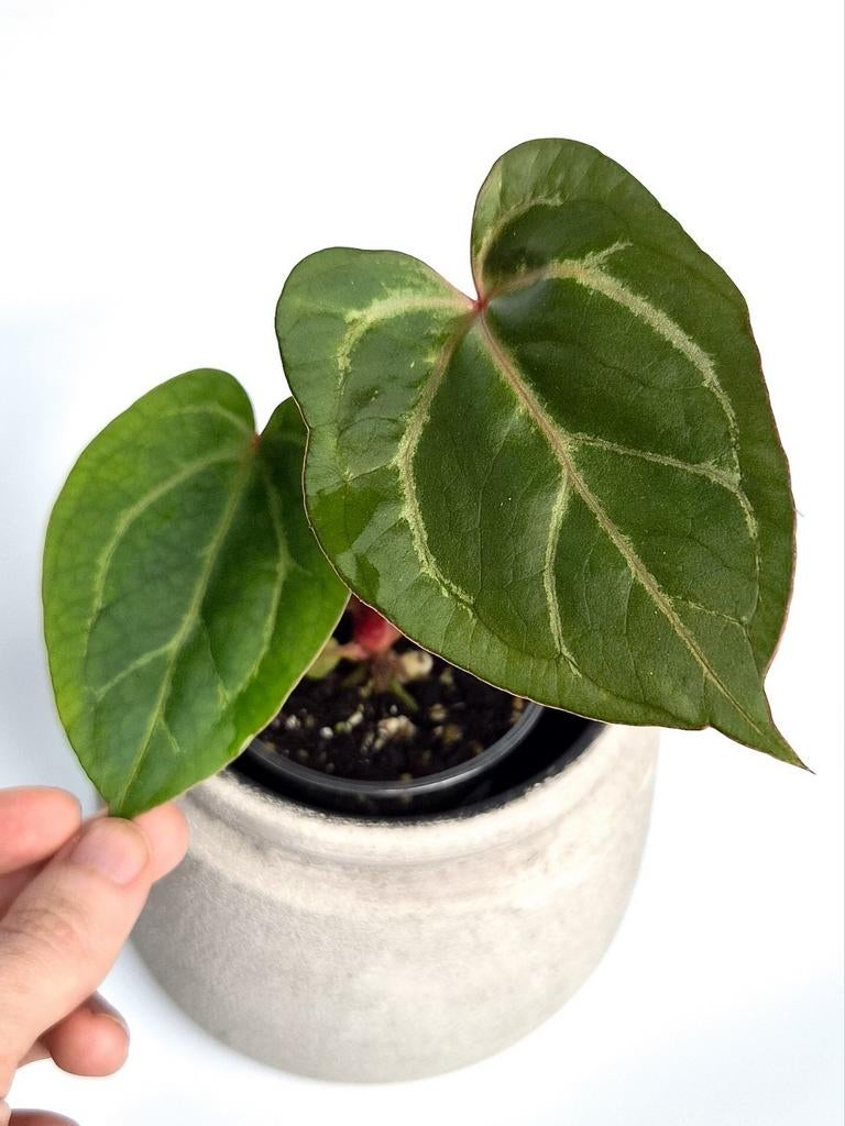 Anthurium Crystallinum Red Sinus x (KOS HU x Papillilaminum), Ophalen of Verzenden