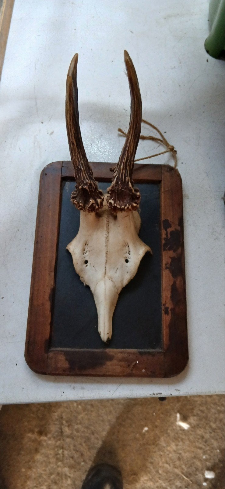 Hertenkop met gewei op houten plank, Ophalen of Verzenden, Gebruikt, Wild dier, Gewei of Kop