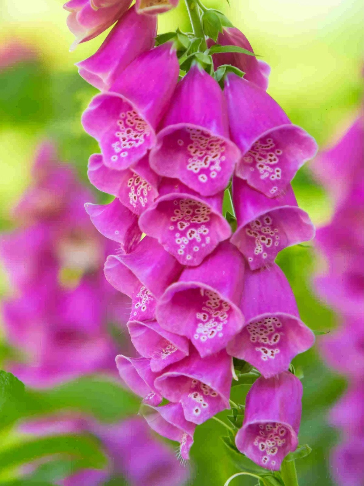 Digitalis purpura- vingerhoedskruid, Ophalen, Halfschaduw