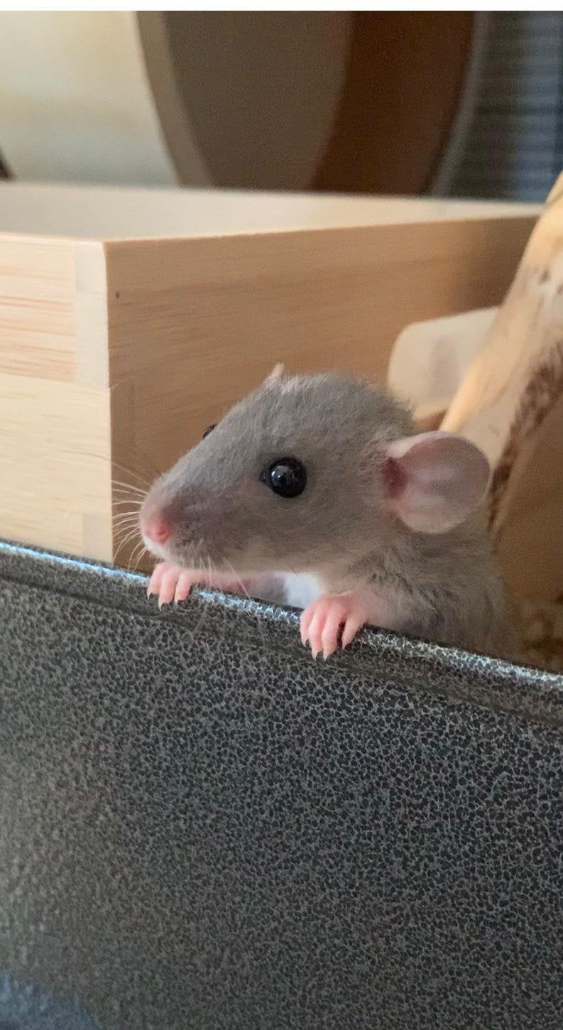 dwergrat (vrouwtje), Dieren en Toebehoren, Augustus, Vrouwelijk, Rat