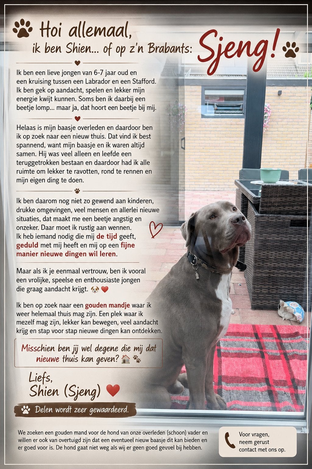 Labrador/Stafford - 5 Jaar, Dieren en Toebehoren, Reu, Groot, Eén hond, CDV (hondenziekte)
