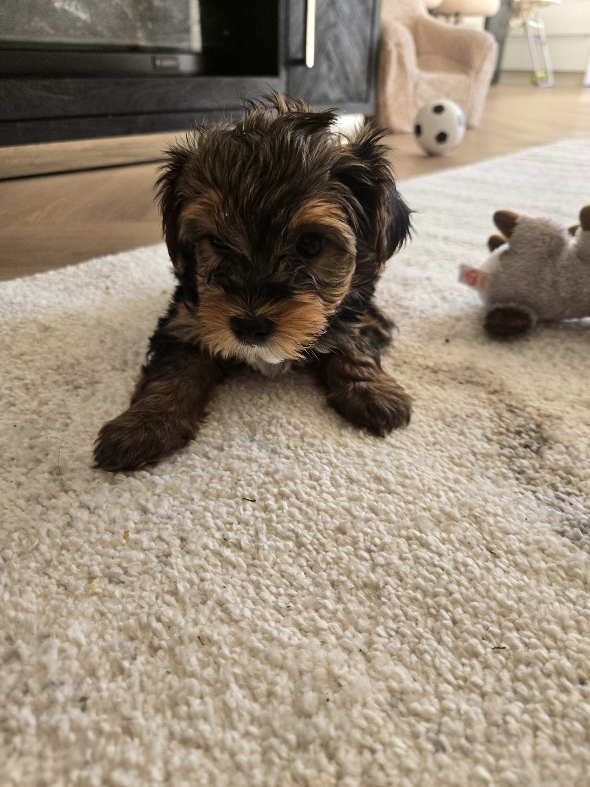 Puppy, Dieren en Toebehoren, Teef, Meerdere, Klein, Nederland