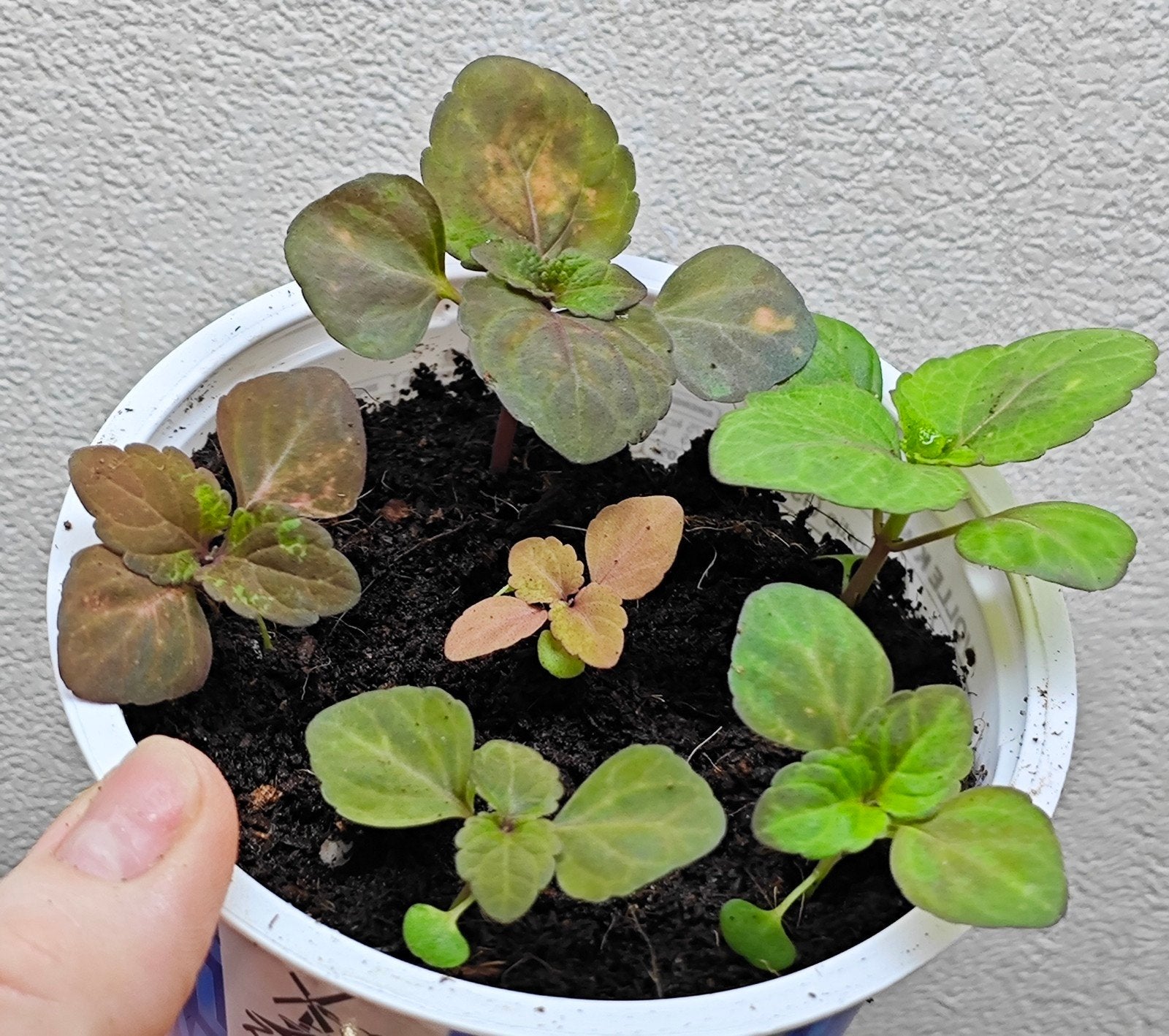Coleus siernetel zaailingen, Ophalen, Halfschaduw, Minder dan 100 cm