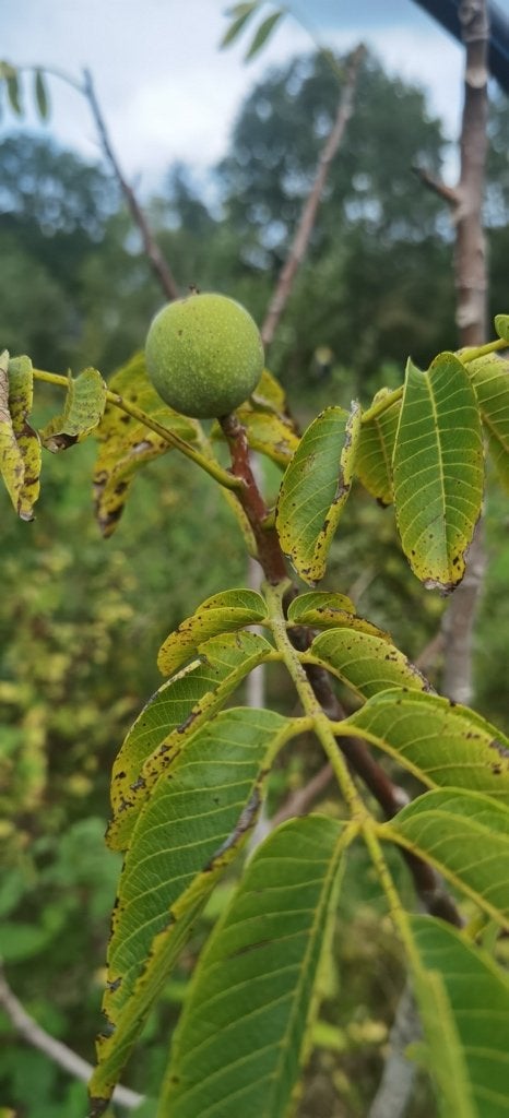 Walnootboom (Juglans Regia) - 250 cm, draagt al vrucht!, Overige soorten, 250 tot 400 cm, Zomer, Ophalen