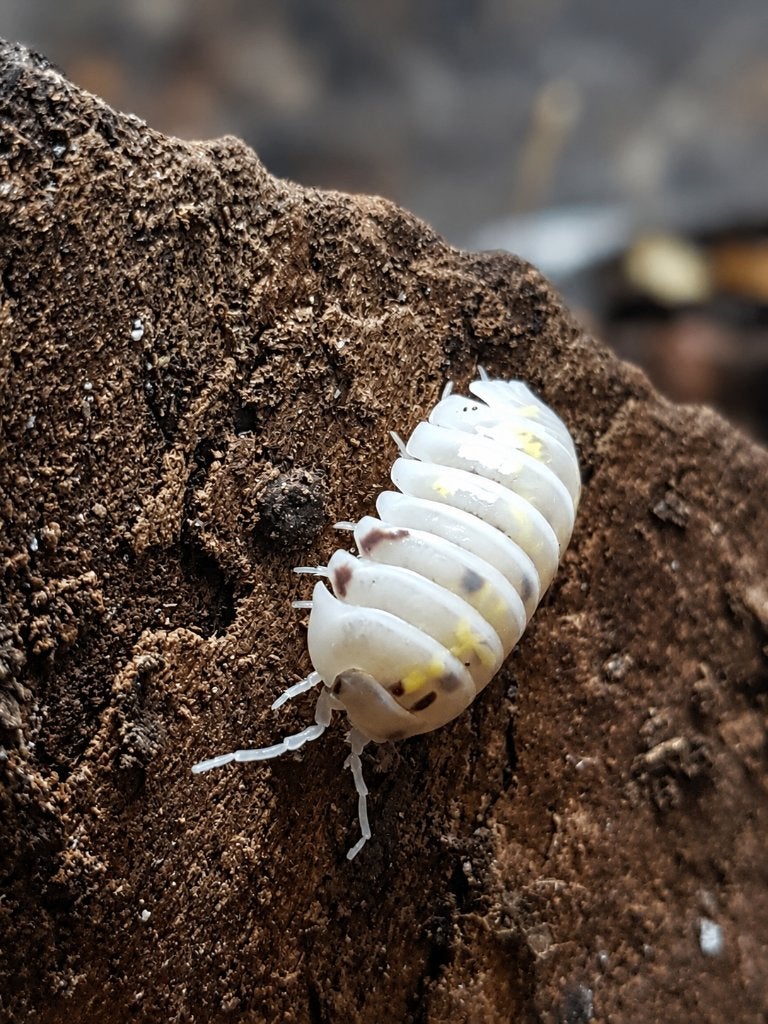 12x Armadillidium vulgare "Orange Dalmatian", Dieren en Toebehoren, Overige soorten